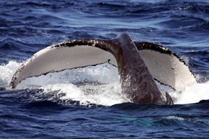 Humpback